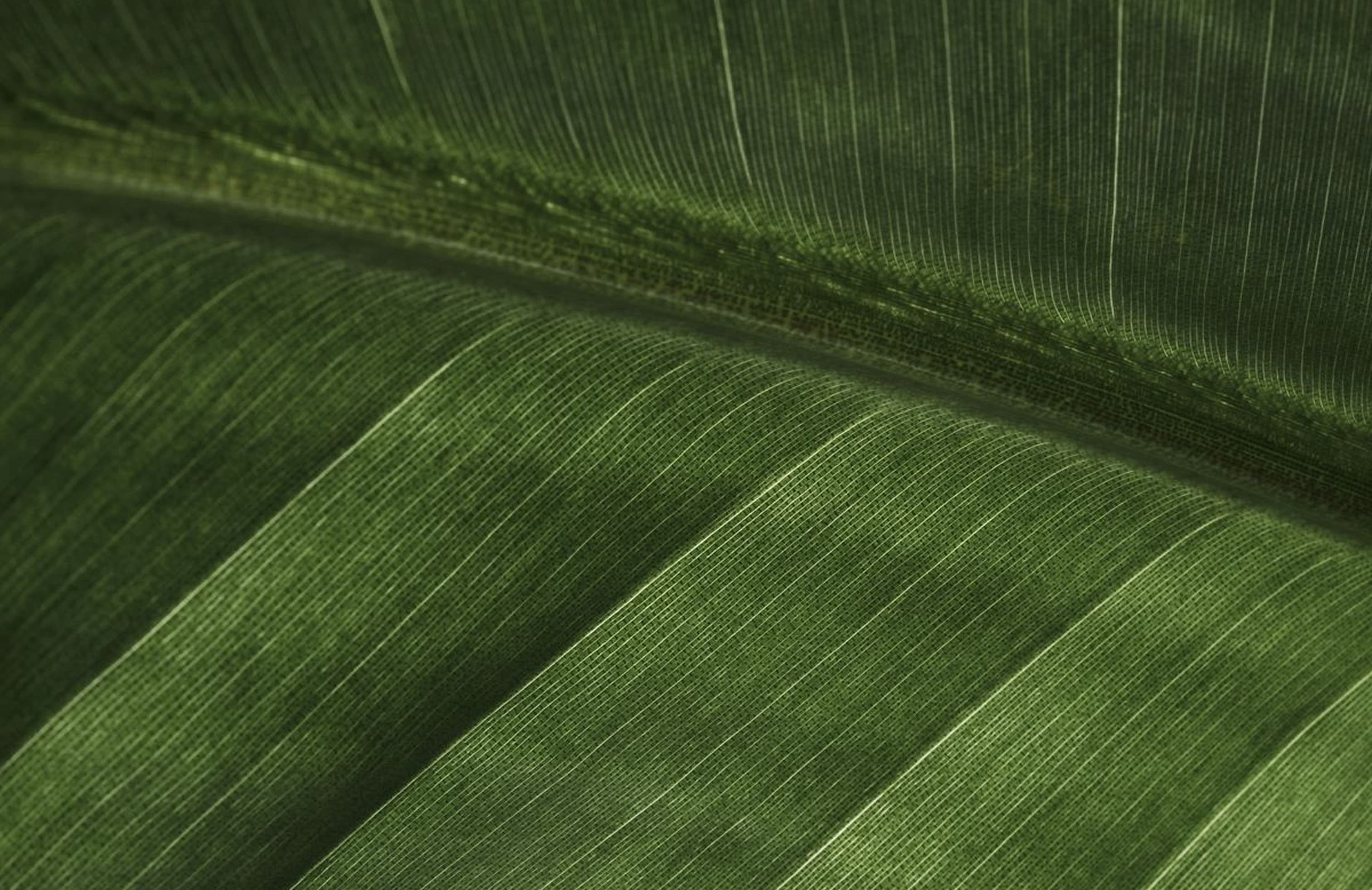 leaf background